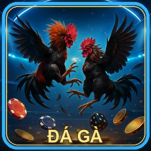 Đá gà cựa dao