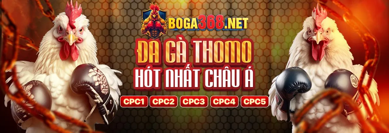 Đá Gà Thomo Mới Nhất Trực Tiếp
